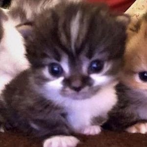 Meet your Posher, Joy